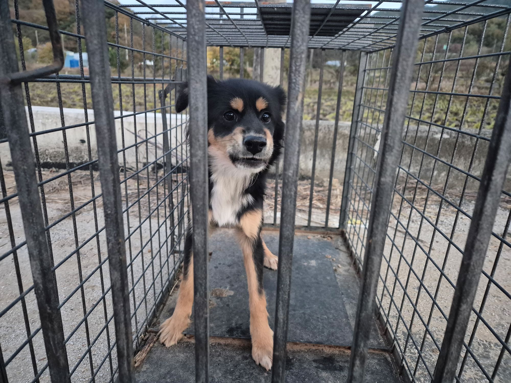 보호중 믹스견의 가…